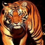 కాకినాడ జిల్లాలో 16 రోజులుగా పెద్ద పులి .. అయినా