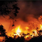 తిరుపతి శేషాచల అడవులు కిలో మీటర్లు మేర దహనం.. కుట్ర?