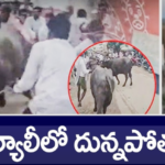 ‘వెన్నుపోటు అంటూ ‘దున్నపోతు’తో నిరసన .. వైసీపీ MLCలపై కేసులు