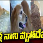 ఆళ్ల నాని, మృతిని గుర్తించిన పెంపుడు కుక్క ‘మ్యాక్సీ’